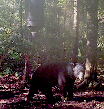 Bear in Tiger Island 2020